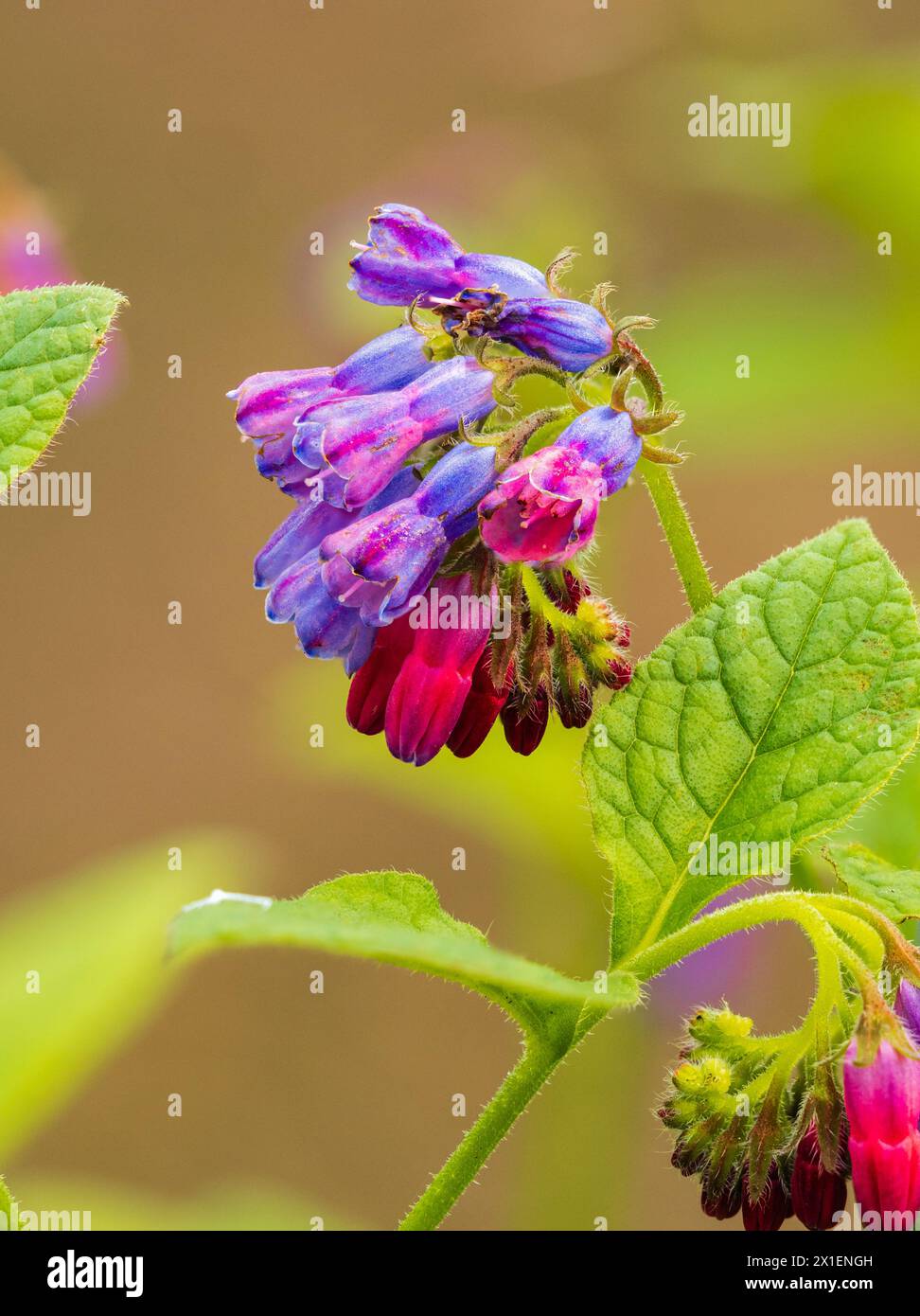 Red pink aging to blue flowers of the spring to early summer blooming comfrey variety, Symphytum 'Angela Whinfield' Stock Photo
