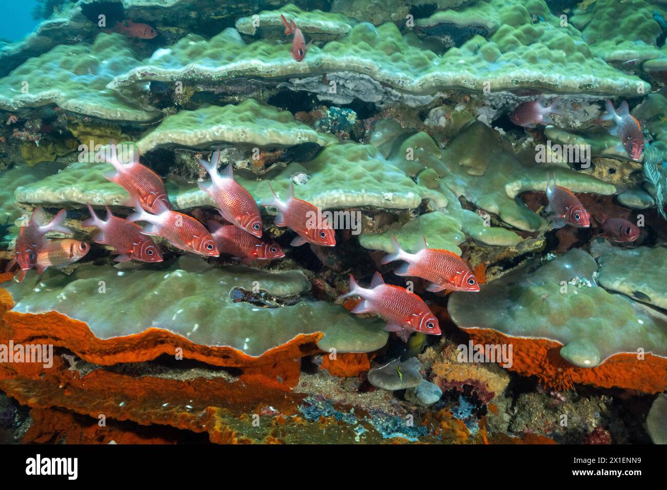 Tailspot squirrelfish, Sargacentron caudimaculatum, Raja Ampat Indonesia. Stock Photo