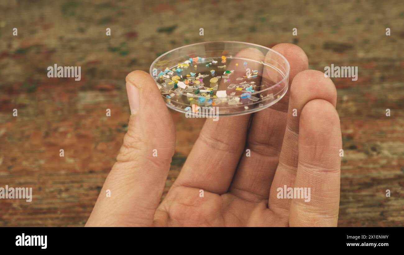 Close up shot of man holding a lab petri dish with microplastic particles. Concept of plastic pollution with nanoplastics. Detail of micro plastic par Stock Photo