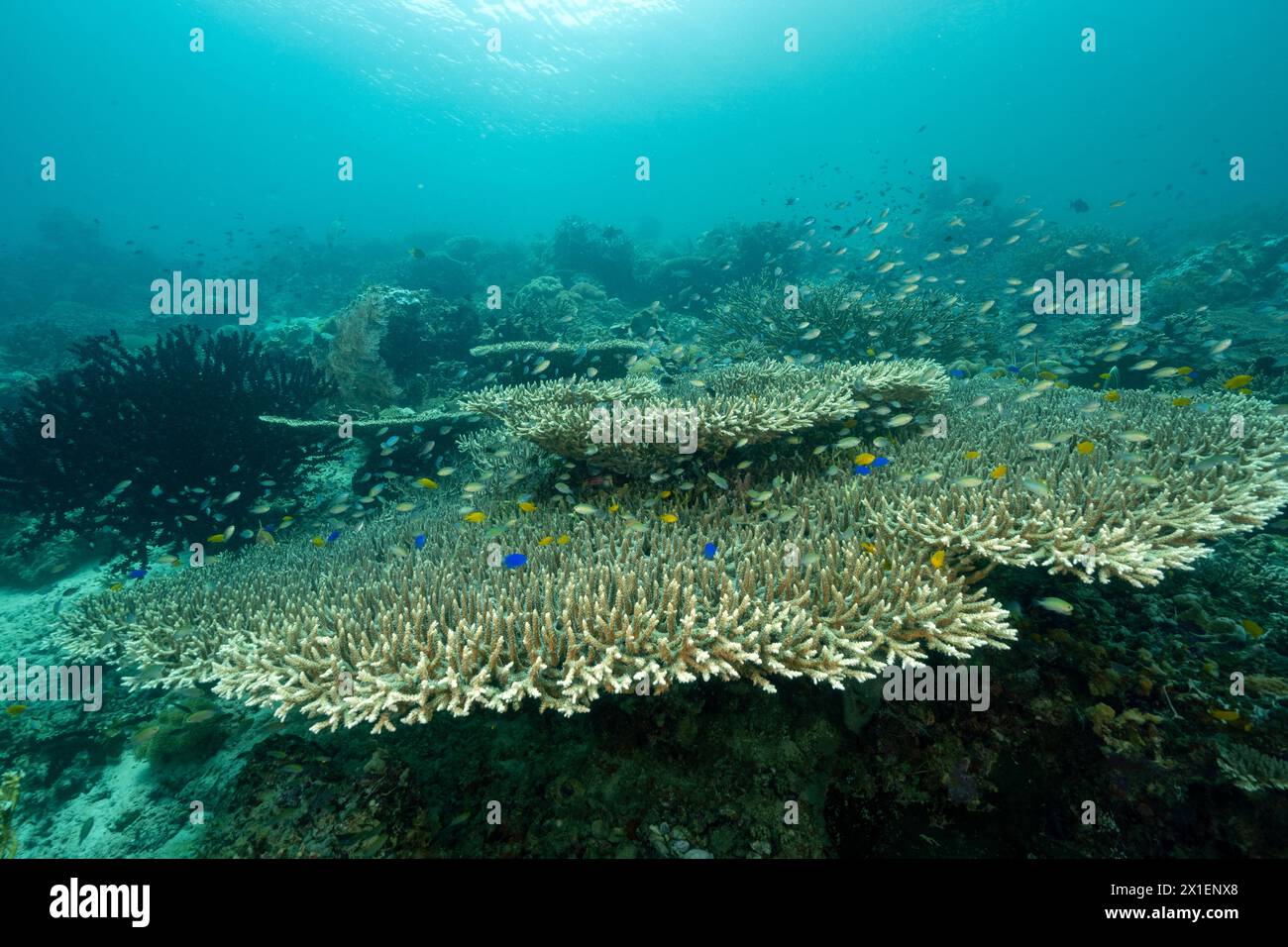 Giant table coral, Acropora sp., Raja Ampat Indonesia. Stock Photo