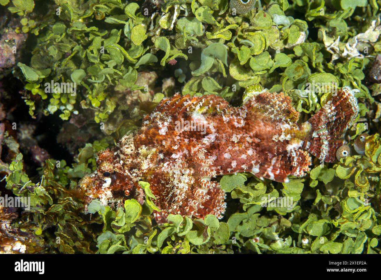 Tassled scorpionfish, Scorpaenopsis oxycephala, on halimeda algae, Raja Ampat Indonesia Stock Photo