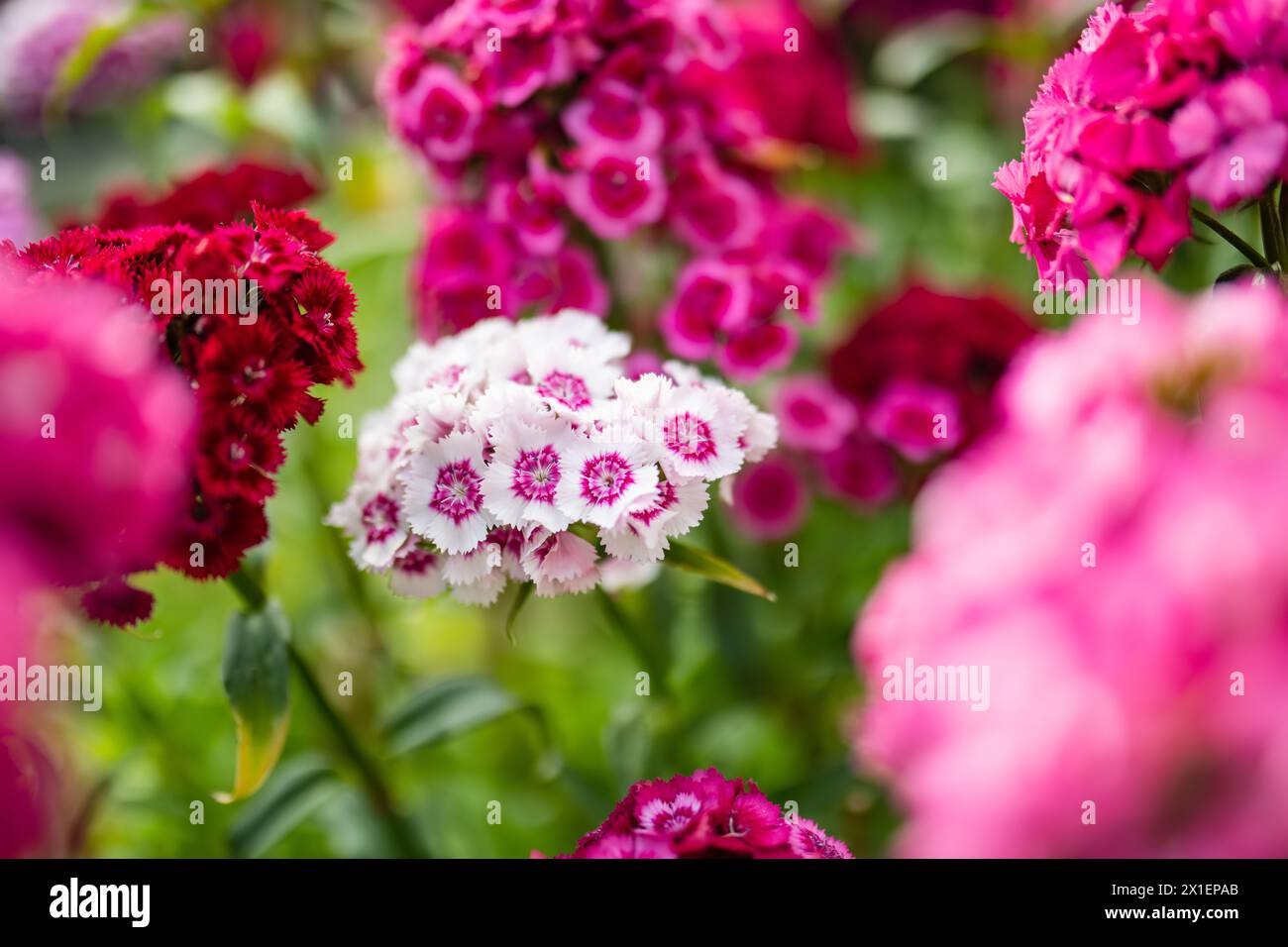 Assorted colorful flowers of Dianthus barbatus or the sweet William plant blossoming in a garden in a sunny summer day. Beauty in nature. Stock Photo