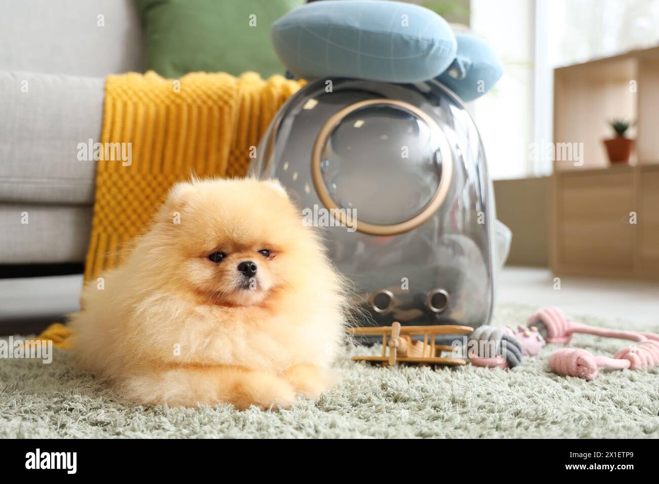 Dog Pomeranian Pattern Print Premium Backpack main image 1