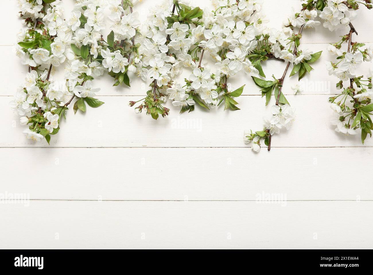 Beautiful blossoming branches on white wooden background Stock Photo