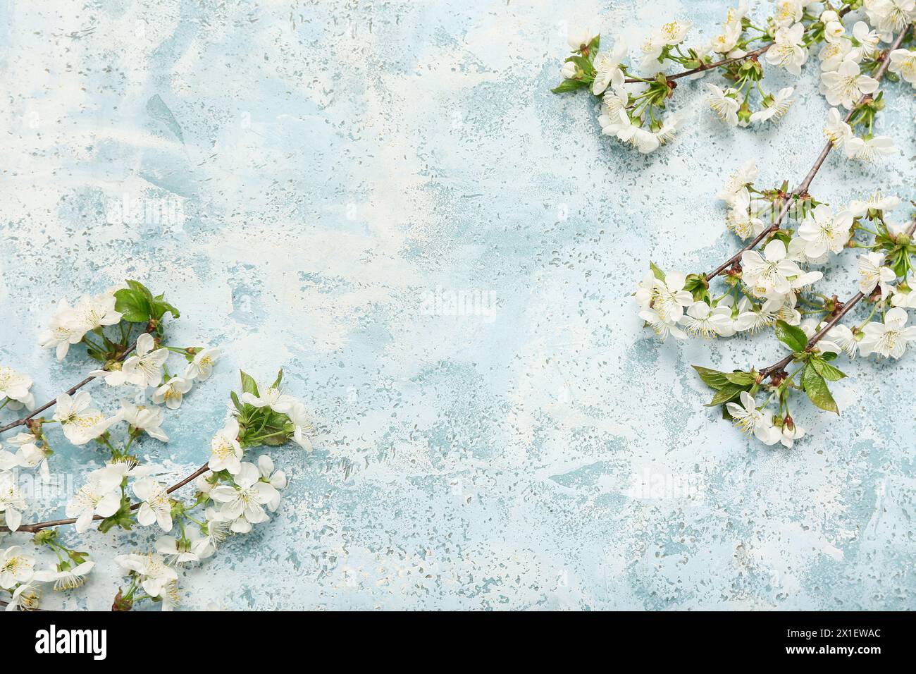 Beautiful blossoming branches on light blue background Stock Photo