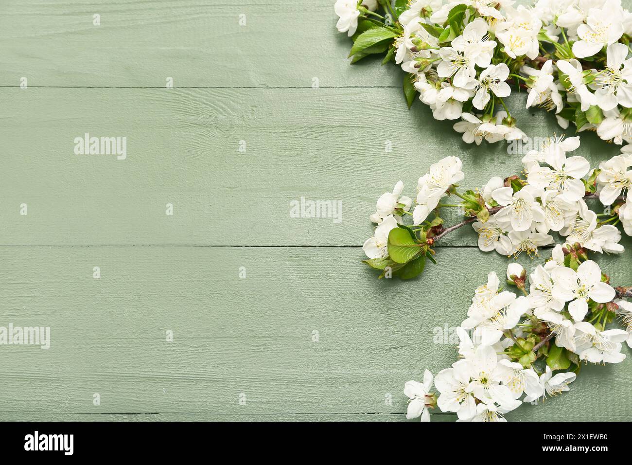 Beautiful blossoming branches on green wooden background Stock Photo