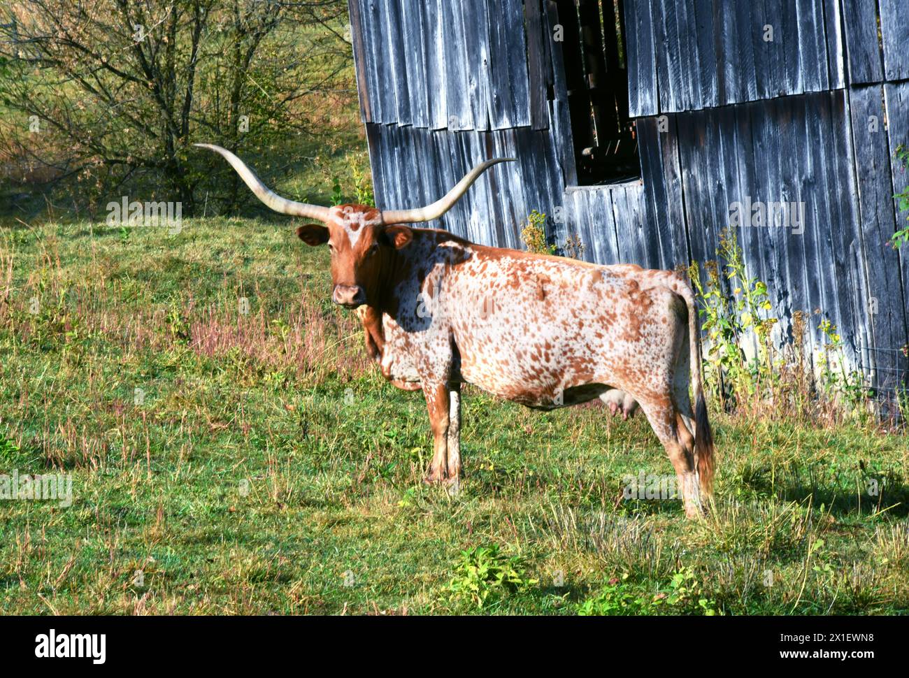 Long horn cow stands looking at camera from its pasture besides a rustic barn.  Cow is in Tennessee.  It is white with brown spots. Stock Photo