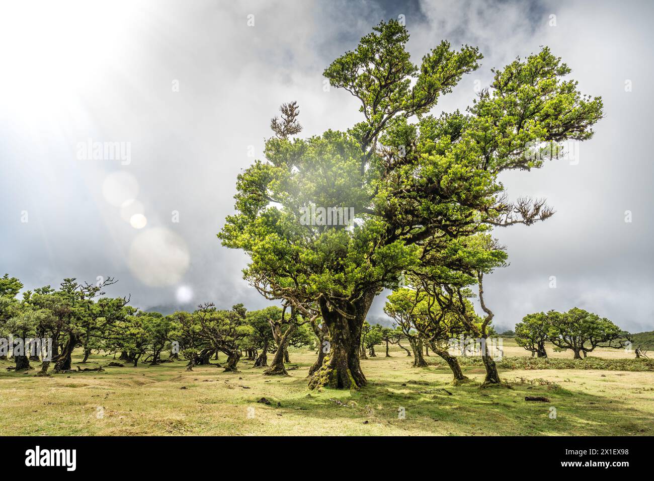 Description: View on big ol laurel tree in front of a laural forest. Fanal Forest, Madeira Island, Portugal, Europe. Stock Photo