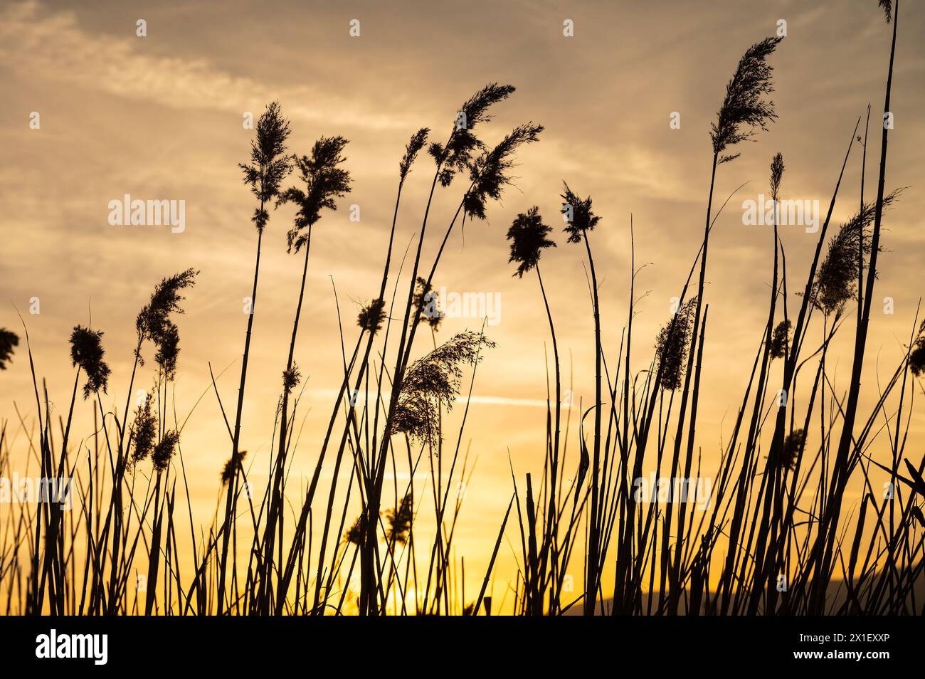 Silhouette of reed plants in front of the sunset Stock Photo - Alamy