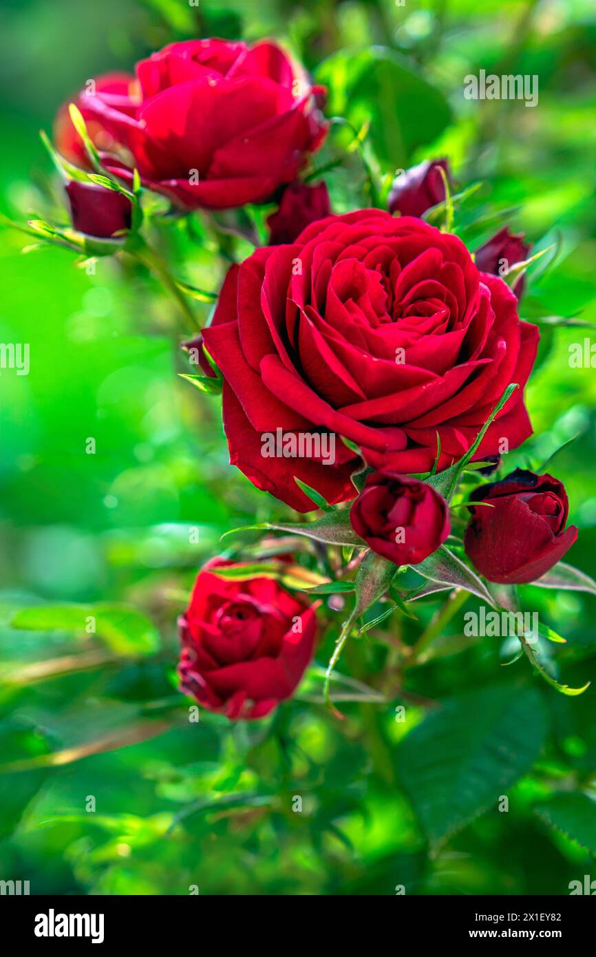 Red roses on a blurred green background Stock Photo