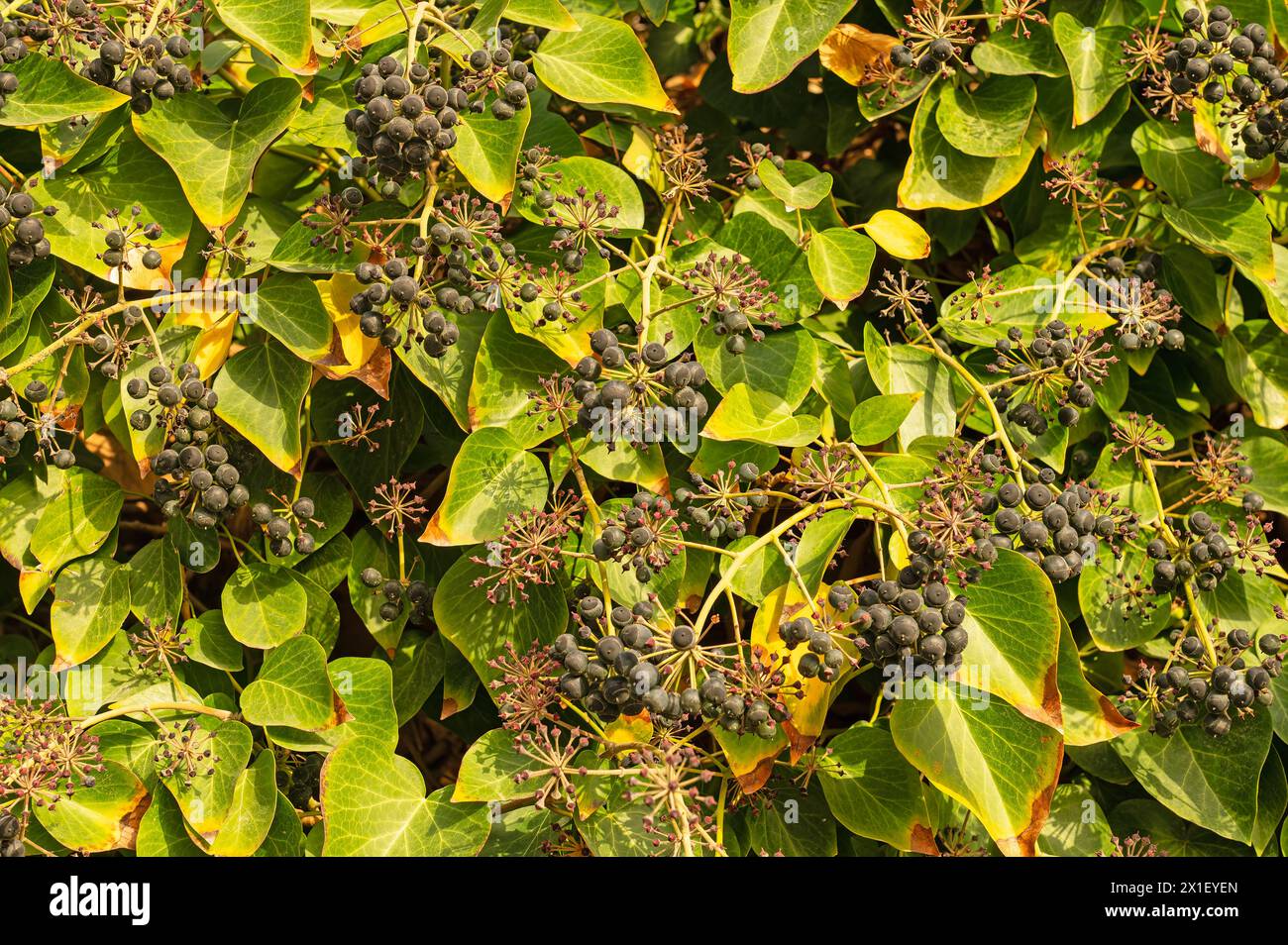 Beautiful fruits of Common Ivy Hedera Helix Linne. Hedera helix (common, English ivy, European ivy) with fruit berries. Hedera helix fruit Black and p Stock Photo