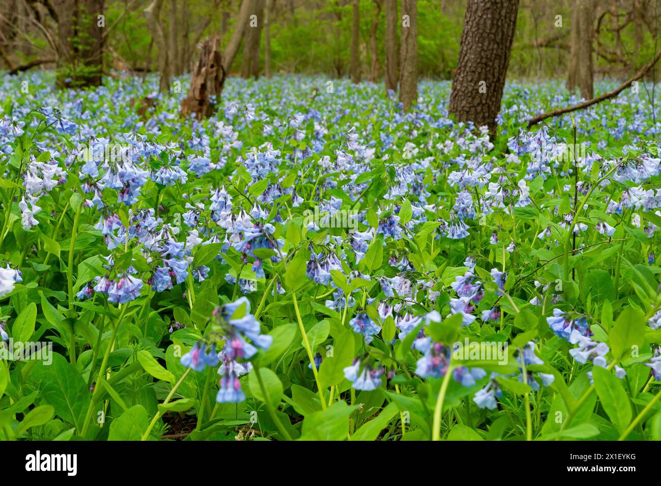 Spring bluebells in Illinois Canyon at Starved Rock State Park, Illinois, USA. Stock Photo