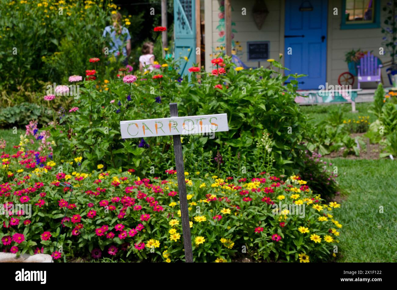 A colorful hand painted sign for carrots in a community garden surrounded by blooming zinnias and flowers, Yarmouth ME Stock Photo