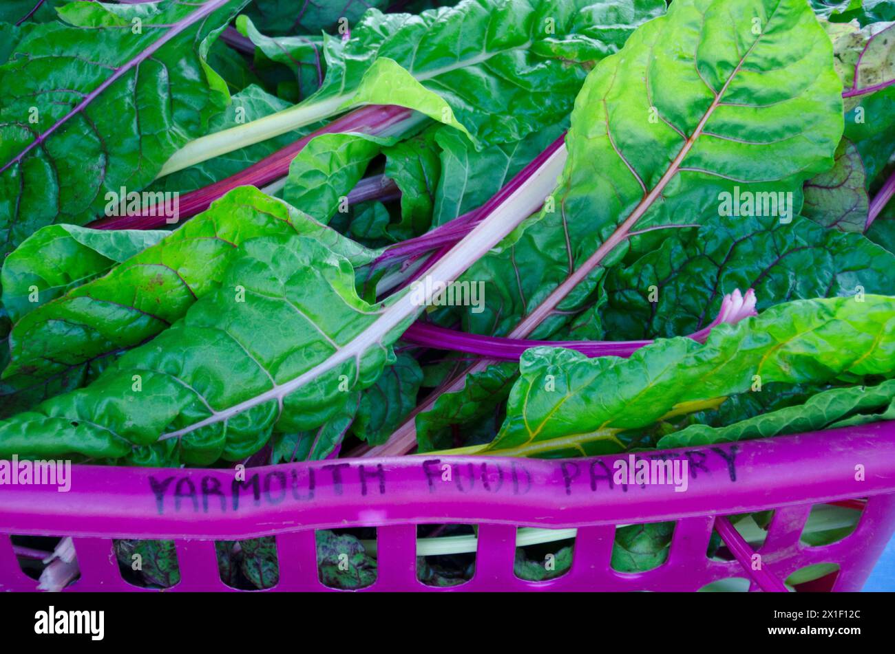 Large plastic purple basket of Swiss chard for ready for a donation to the local food pantry, Yarmouth Maine, USA Stock Photo