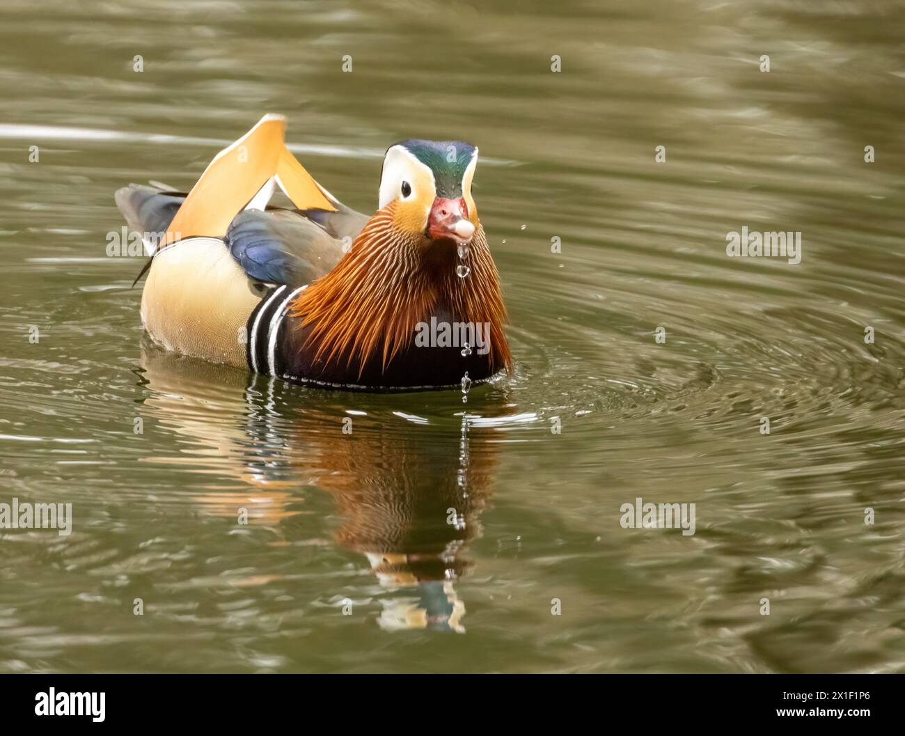 Male ornamental mandarin duck with beautiful plumage in the pond Stock Photo
