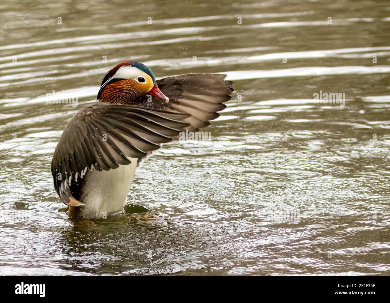Male ornamental mandarin duck with beautiful plumage in the pond Stock Photo