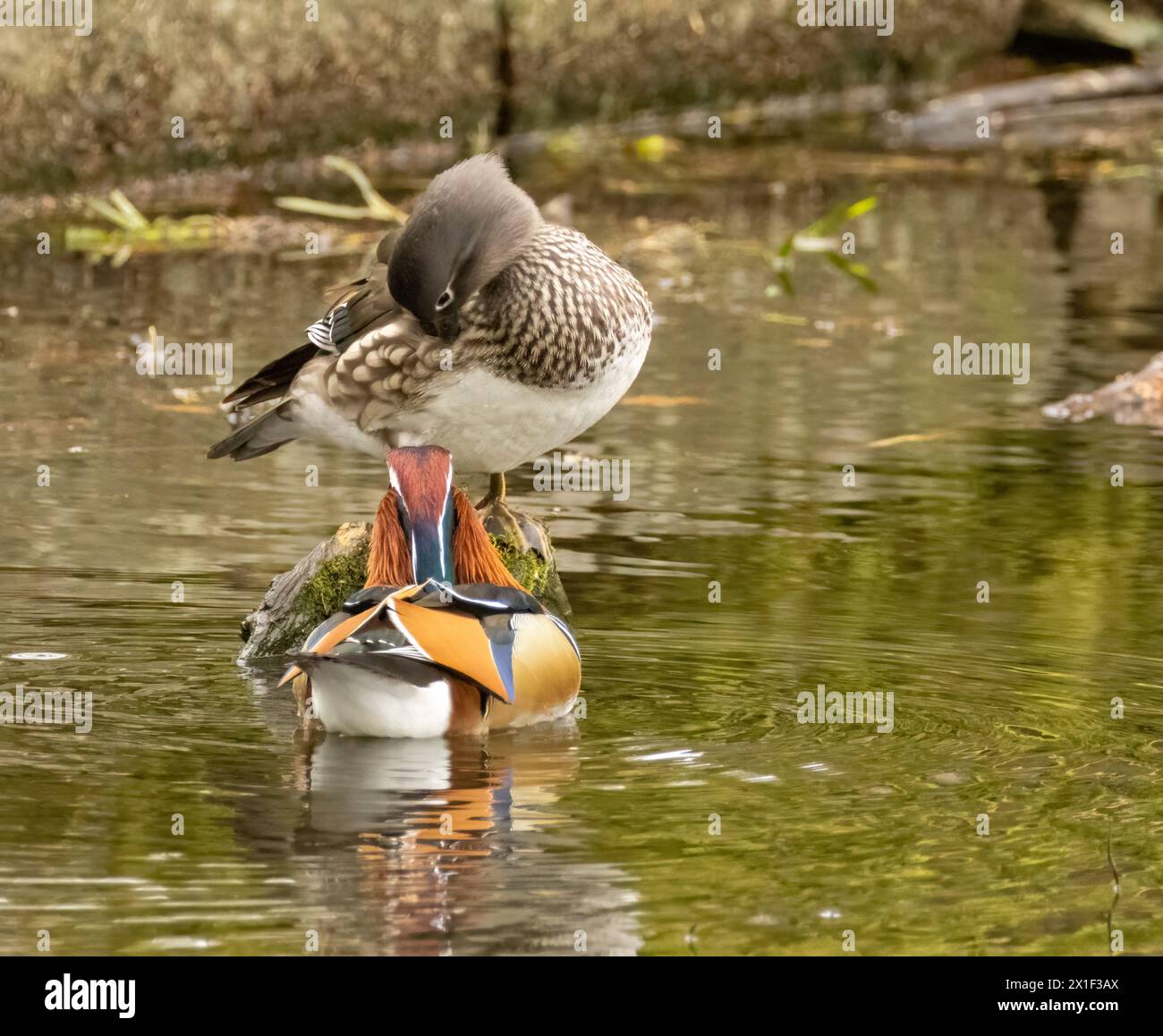 Male and female pair of mandarin ducks together in a pond Stock Photo ...