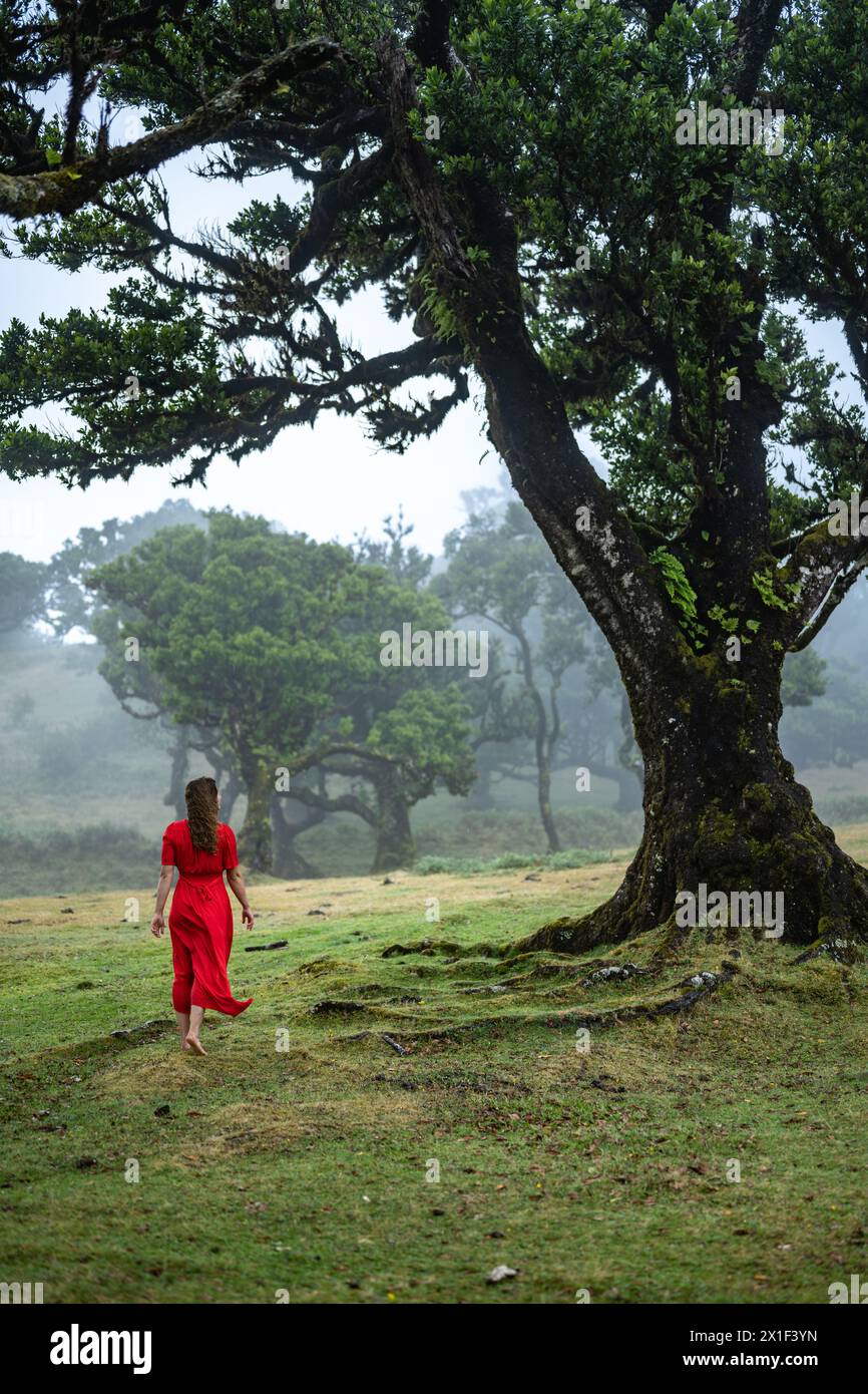 Description: Barefoot woman in red dress walks under old laurel tree on  windy field. Fanal forest, Madeira Island, Portugal, Europe Stock Photo -  Alamy