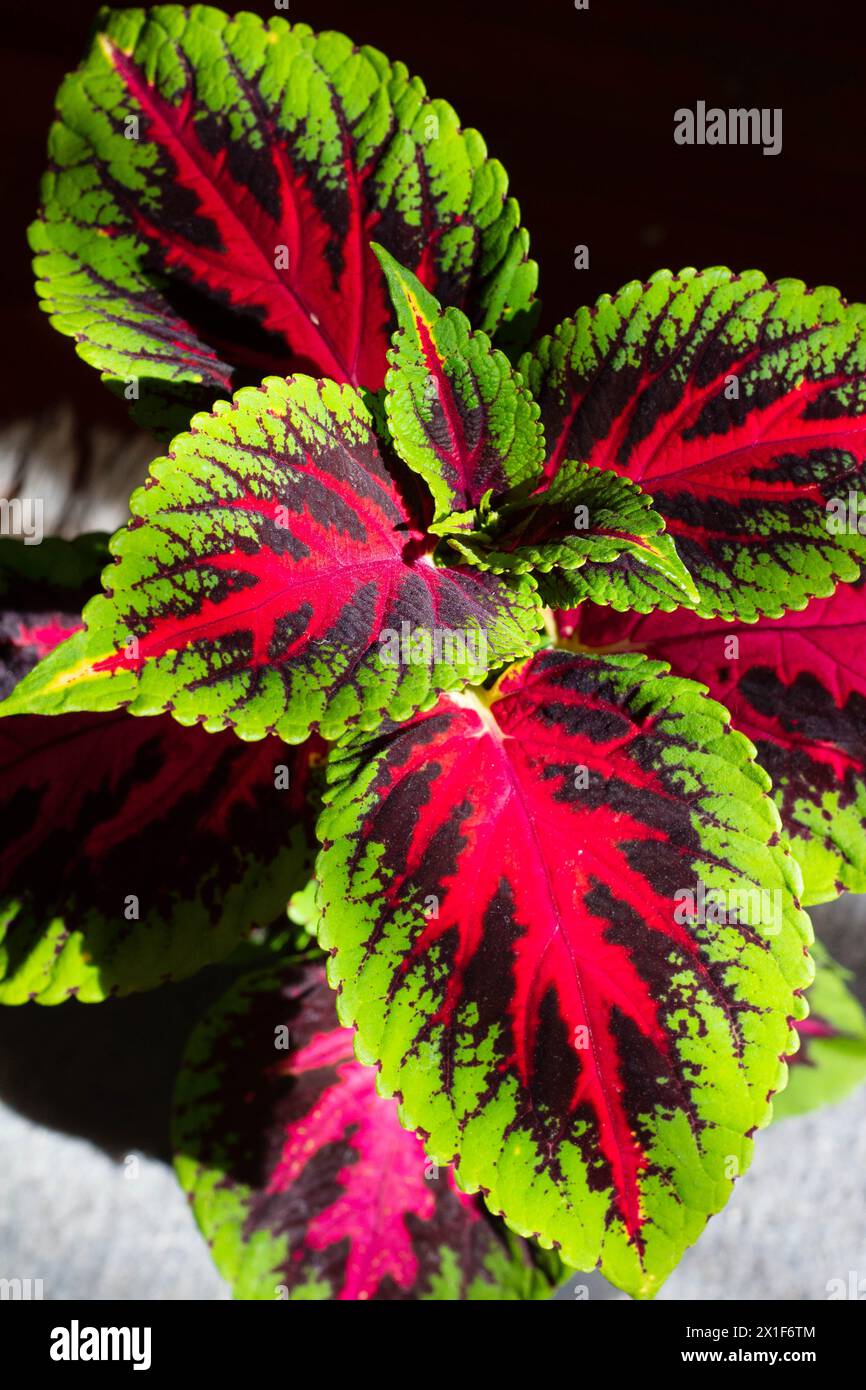 Natures color explosion hi-res stock photography and images - Alamy