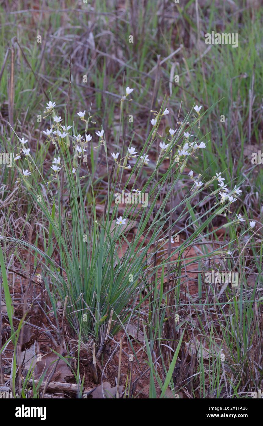 Prairie Blue-eyed Grass, Sisyrinchium campestre Stock Photo