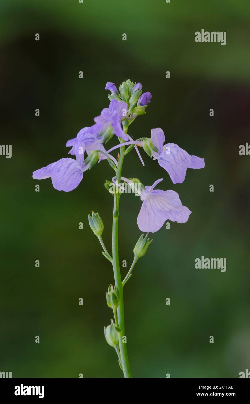 Texas Toadflax, Nuttallanthus texanus Stock Photo - Alamy