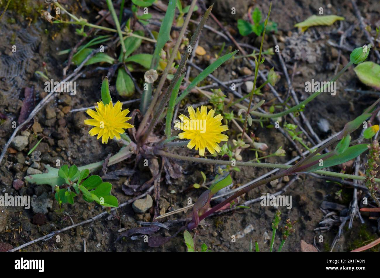Woods dwarf hi-res stock photography and images - Alamy