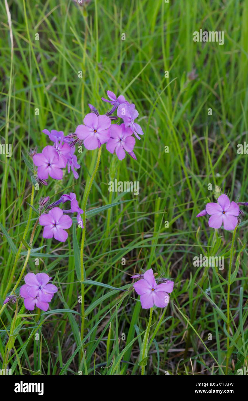 Downy Phlox, Phlox pilosa Stock Photo