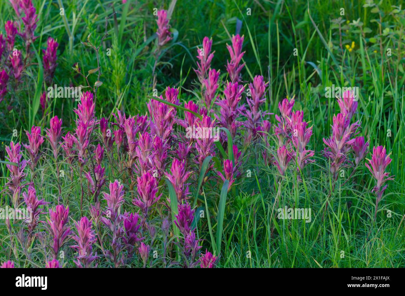 Prairie Paintbrush, Castilleja purpurea Stock Photo