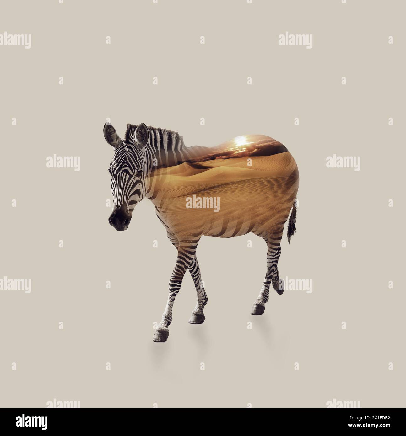 Black silhouette cute zebra hi-res stock photography and images - Alamy