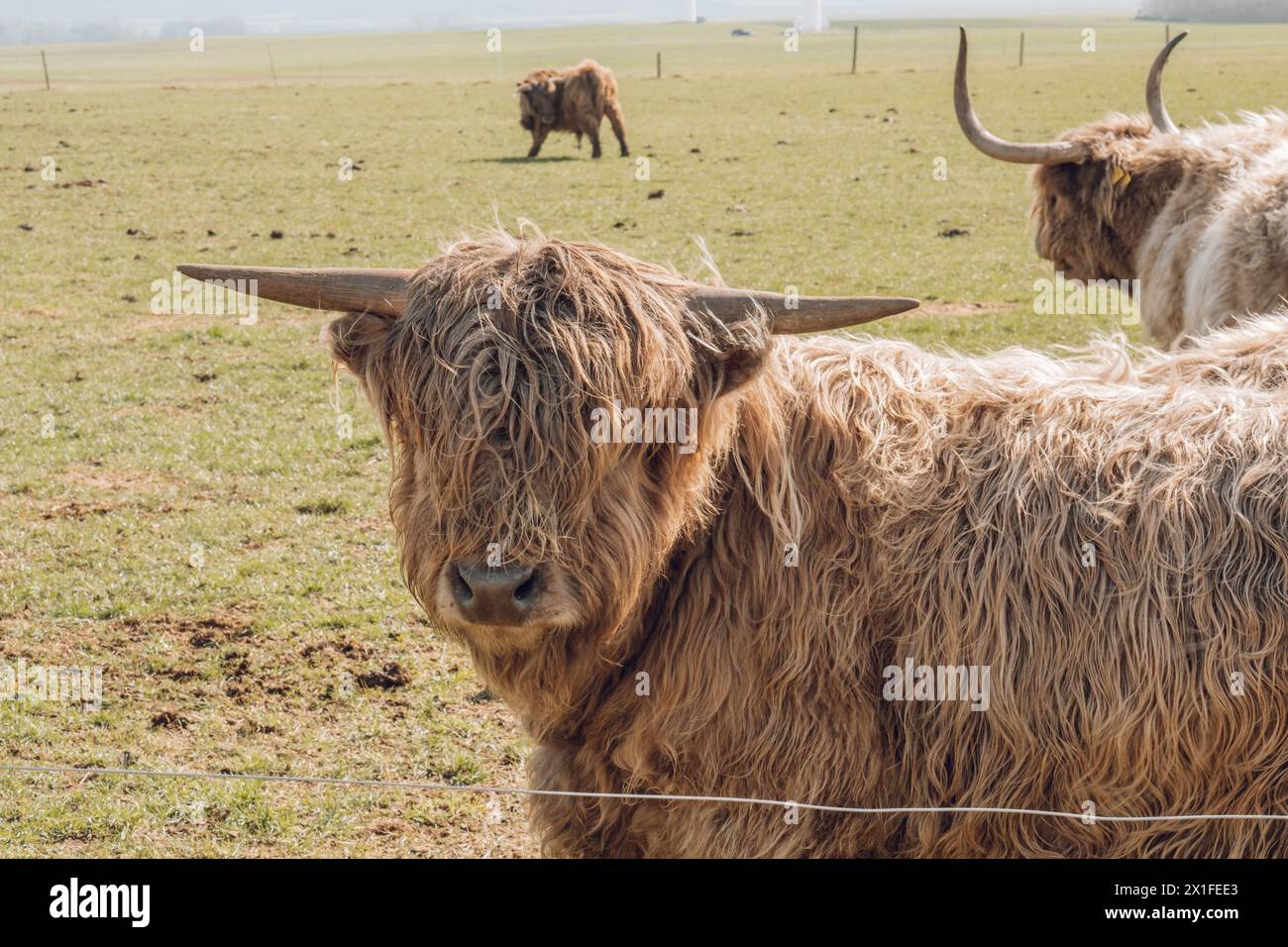 Scottish bulls and cows close-up grazing in a paddock and chewing grass ...