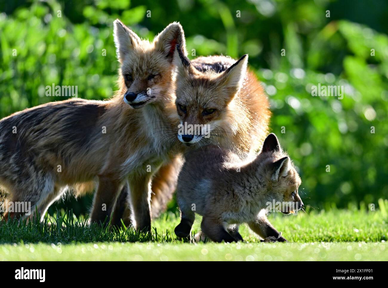 Red Fox Strolling in the Wild Stock Photo