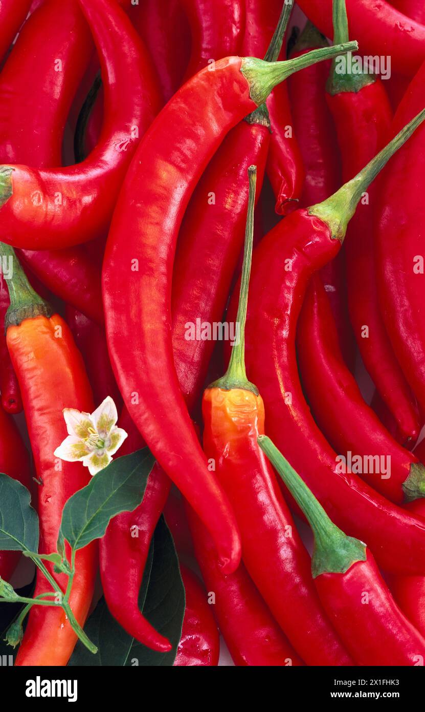 Chilli peppers. Stock Photo