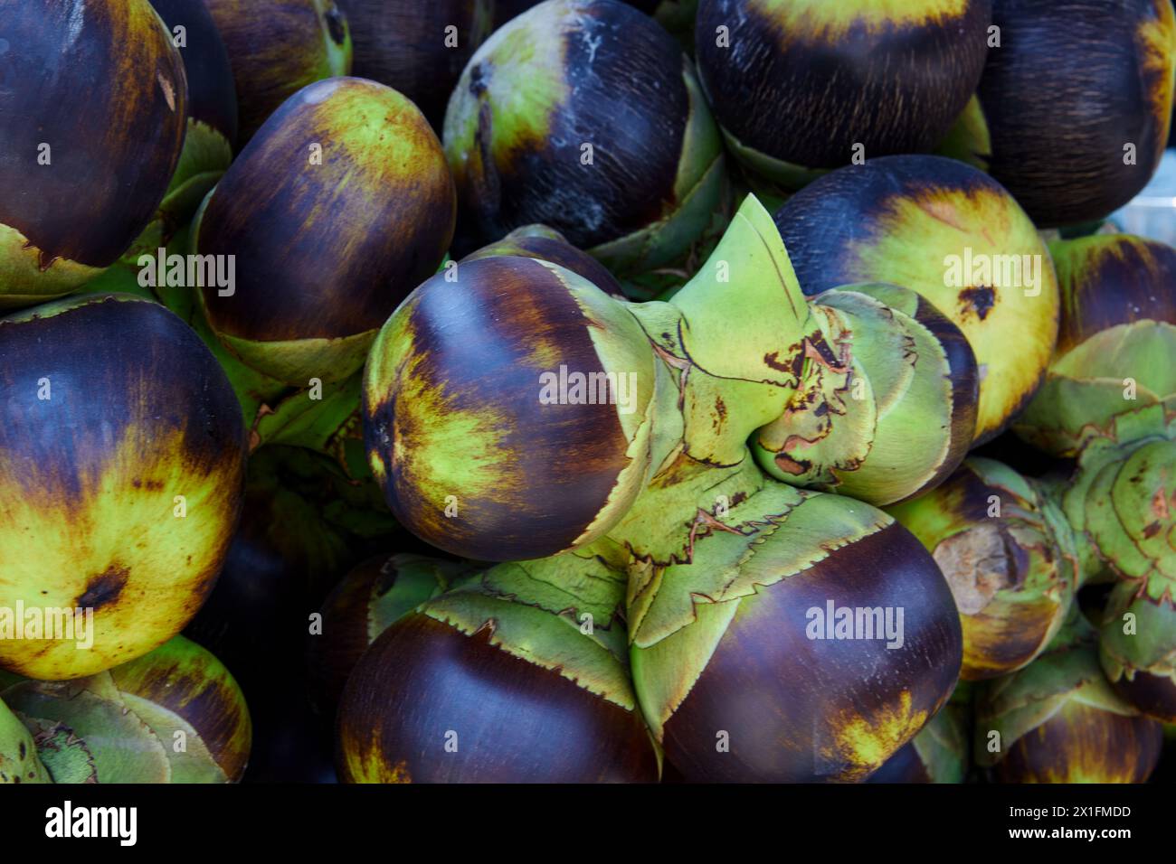 Bunch of ripe Palmyra  palm or toddy palm fruit Stock Photo