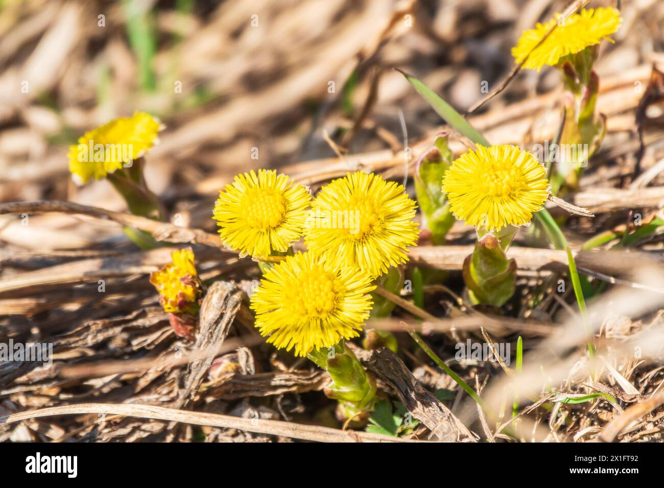 The spring primroses. The bright yellow flowers of coltsfoot in the sunshine. Coltsfoot or foalfoot medicinal wild herb. Farfara Tussilago plant growi Stock Photo