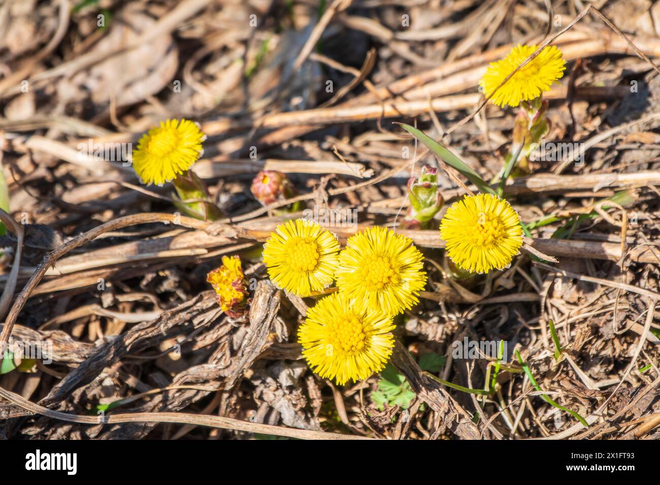 The spring primroses. The bright yellow flowers of coltsfoot in the sunshine. Coltsfoot or foalfoot medicinal wild herb. Farfara Tussilago plant growi Stock Photo