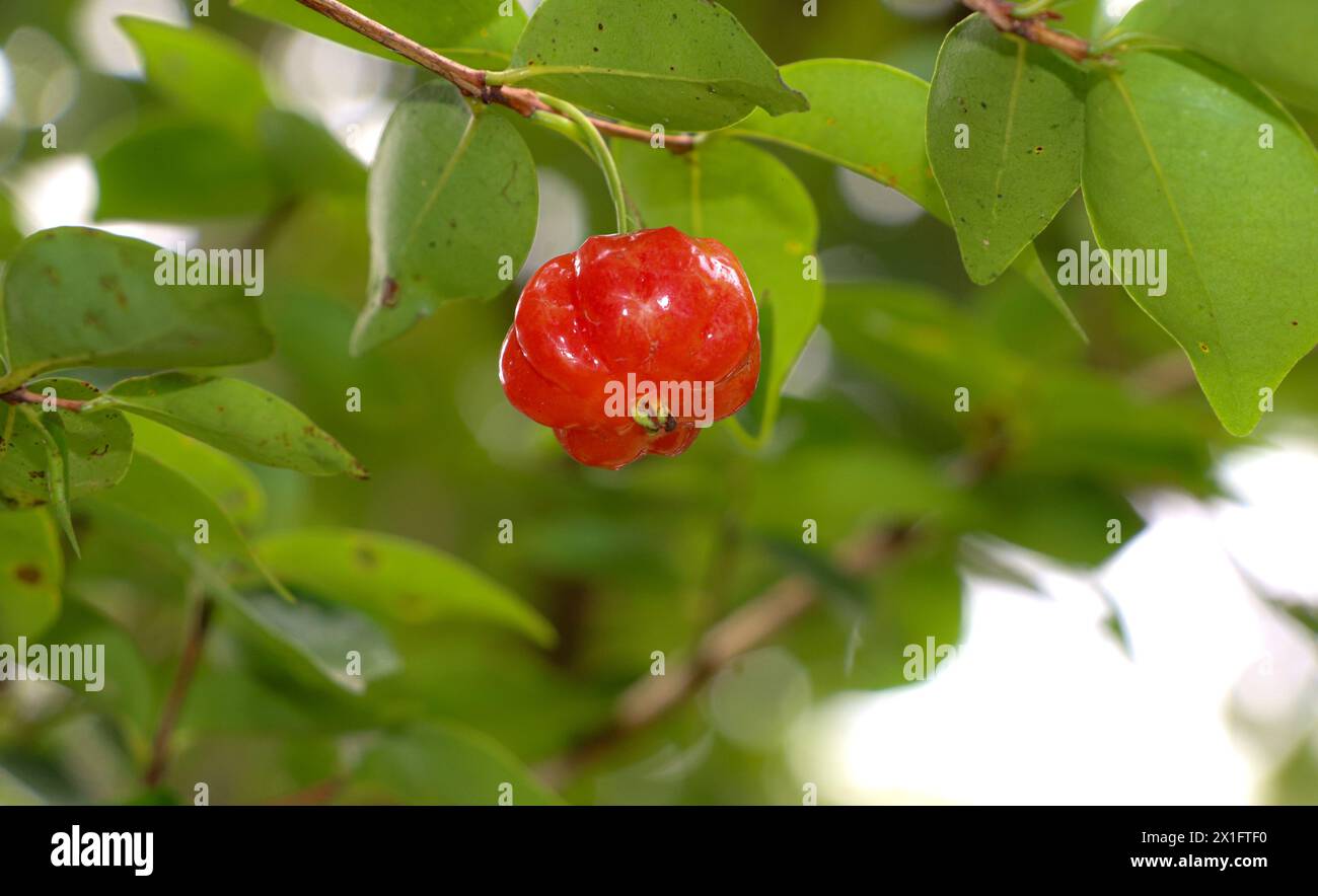 Pitanga, fruit of the cherry tree, a dicotyledonous plant from the myrtaceae family. Stock Photo