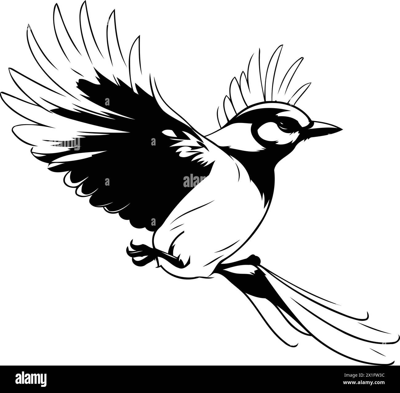 Vector illustration of a blue jay bird on a white background. Stock Vector