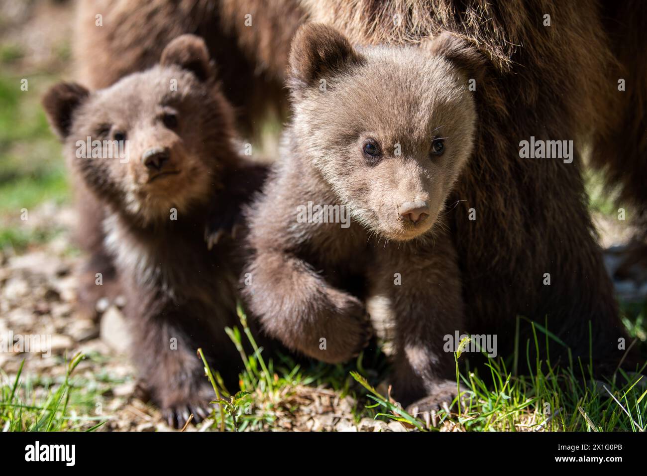 Two young brown bear cub in the forest. Portrait of brown bear, animal ...