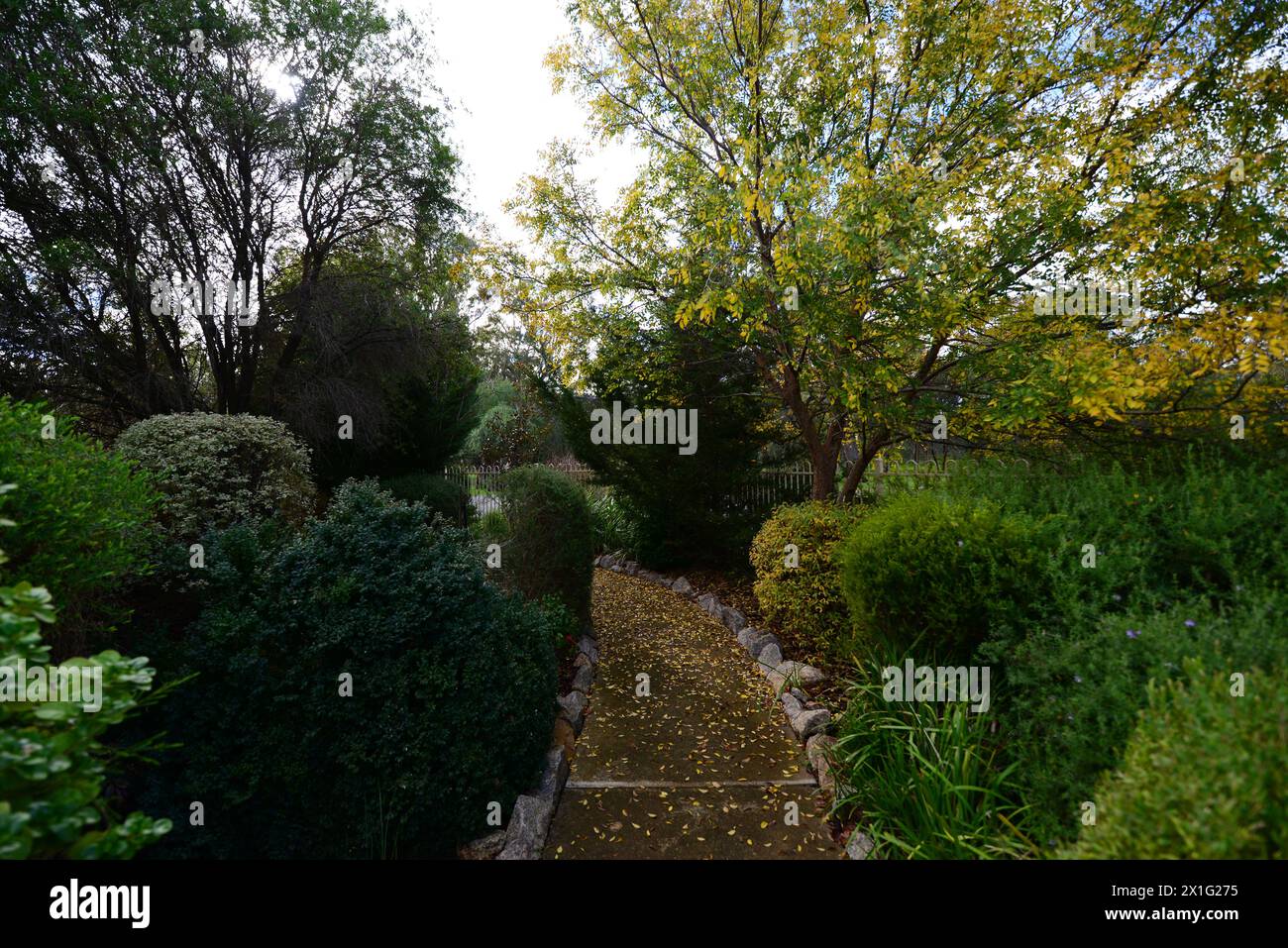 LUSH SUBURBAN GARDEN SCENE FEATURING ASSORTED TREES AND SHRUBS EDGING GARDEN PATH. AUSTRALIA. Stock Photo