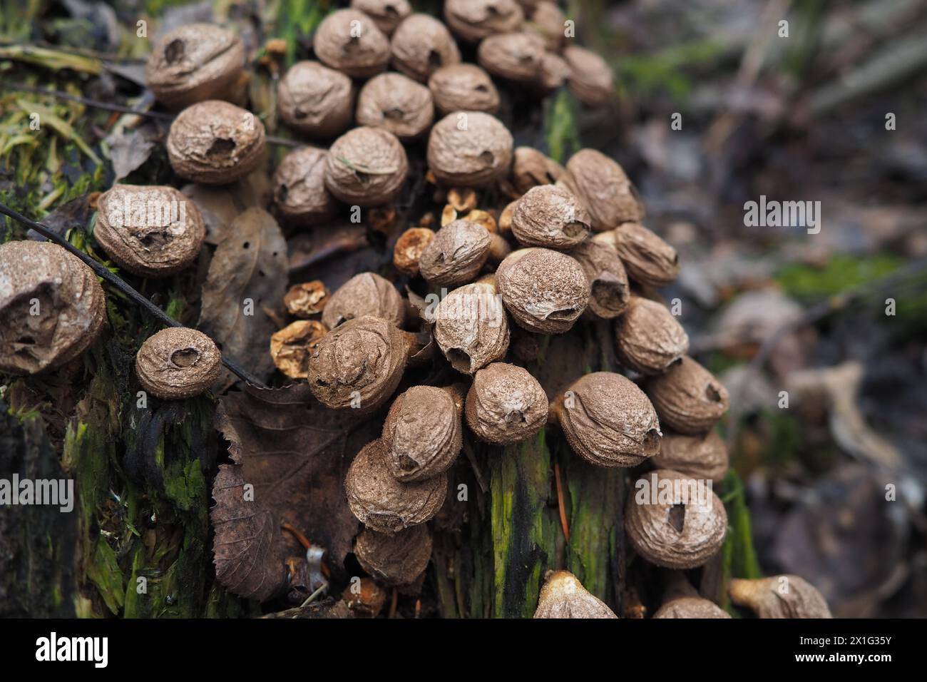 Bovista is a genus of fungi commonly known as the true puffballs, order Lycoperdales, The species of Bovista are now placed in the family Agaricaceae Stock Photo