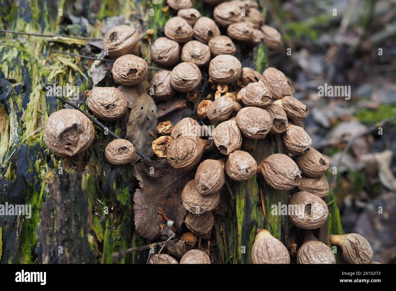 Bovista is a genus of fungi commonly known as the true puffballs, order Lycoperdales, The species of Bovista are now placed in the family Agaricaceae Stock Photo
