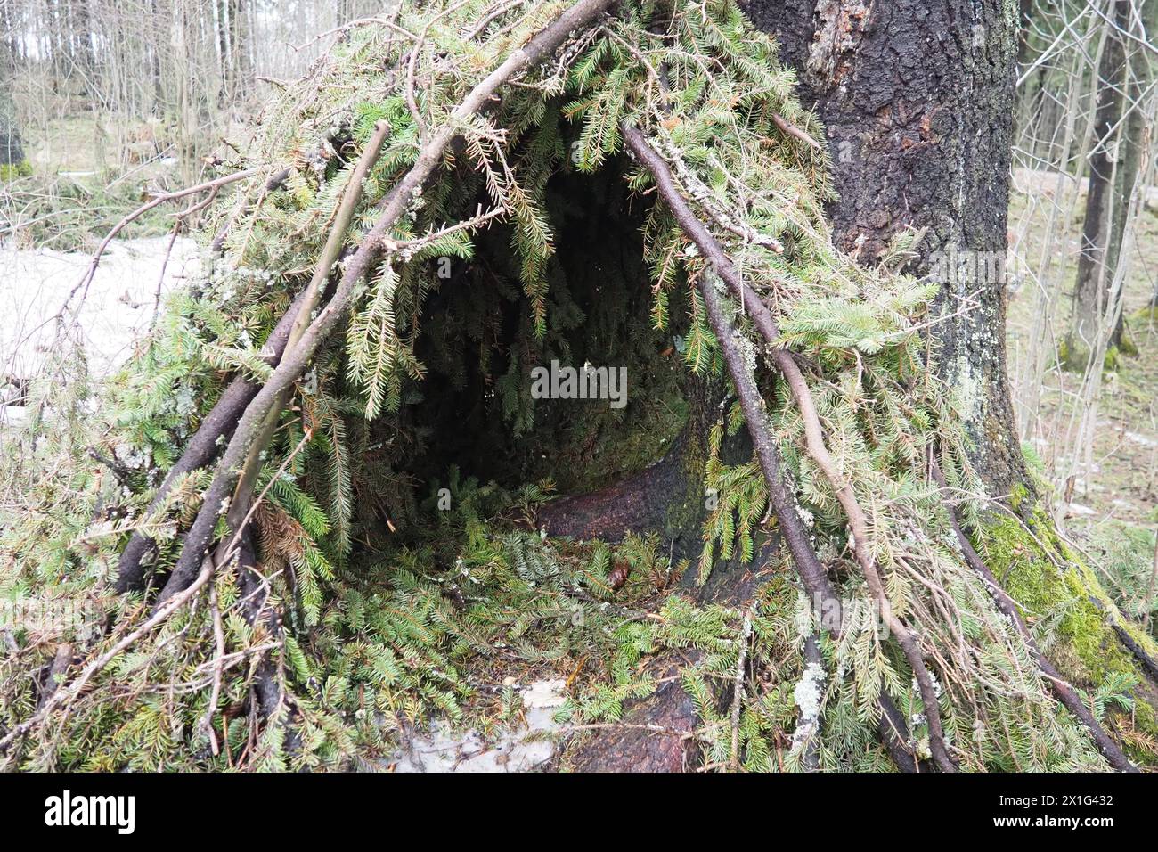A hut made of spruce branches in the Karelian forest. A hut is the simplest light shelter. It is a structure made using weaving technologies from pole Stock Photo