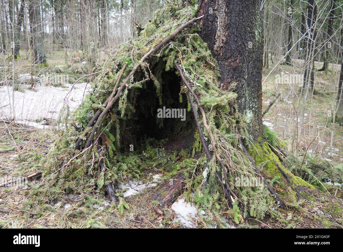 A hut made of spruce branches in the Karelian forest. A hut is the simplest light shelter. It is a structure made using weaving technologies from pole Stock Photo