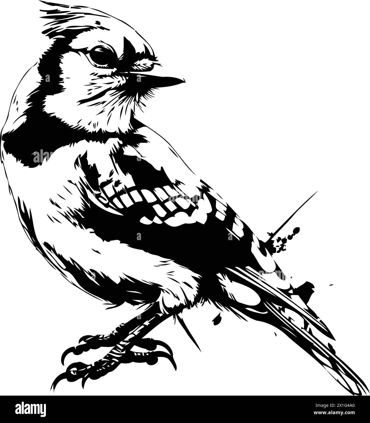 Blue jay bird. Hand drawn vector illustration in sketch style. Stock Vector