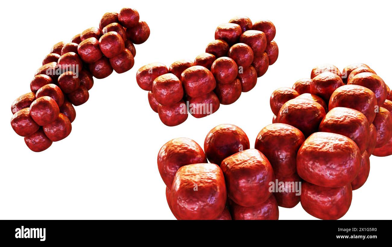 3d rendering of Sarcina cuboidal arrangement isolated on the white background Stock Photo