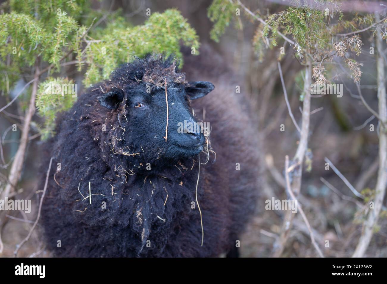Portrait of a black sheep looking at camera in the Spring. Domestic sheep (Ovis aries). Black sheep of the family. Underwood background. Horizontal. Stock Photo