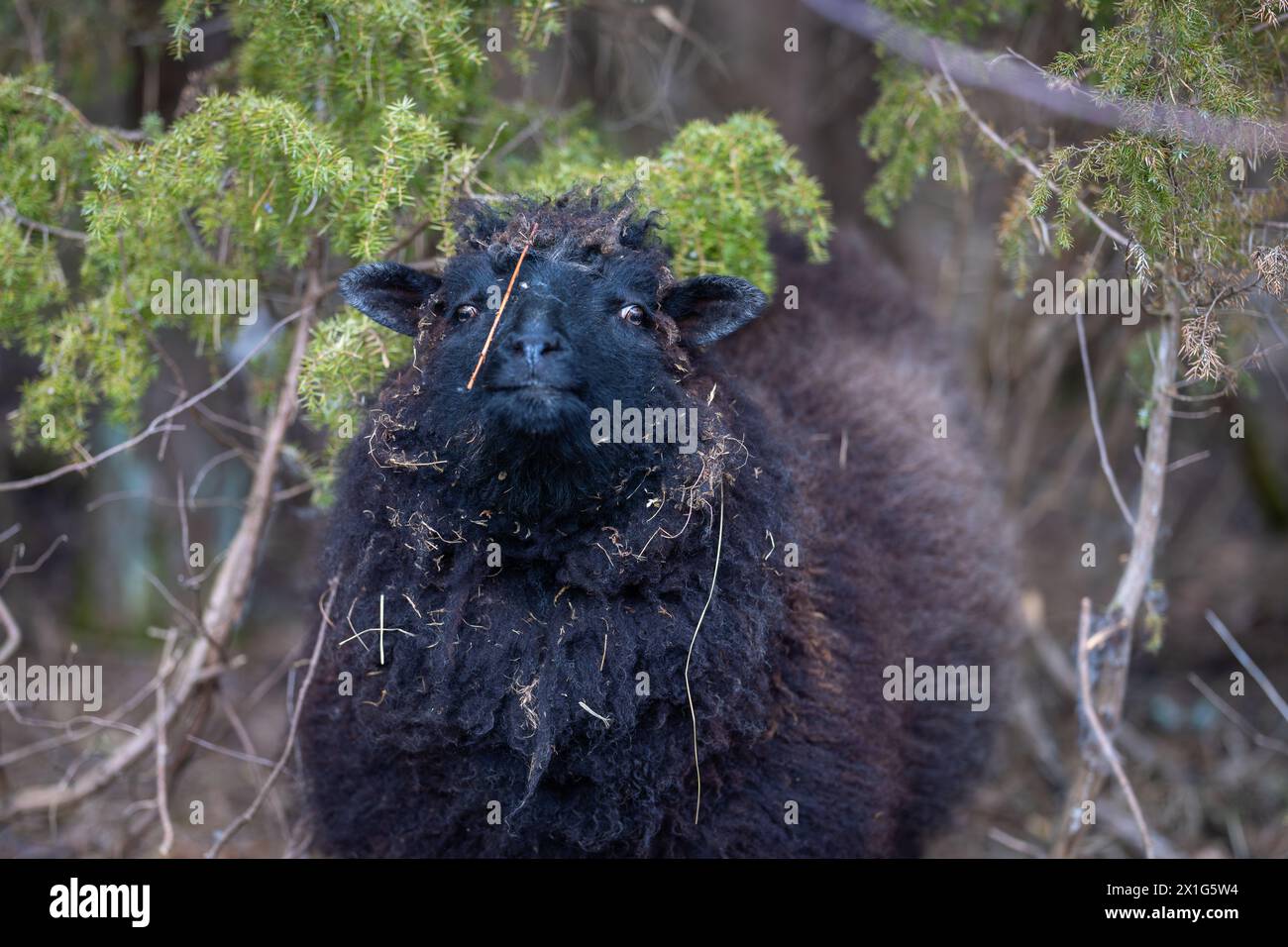 Portrait of a black sheep looking at camera in the Spring. Domestic sheep (Ovis aries). Black sheep of the family. Underwood background. Horizontal. Stock Photo