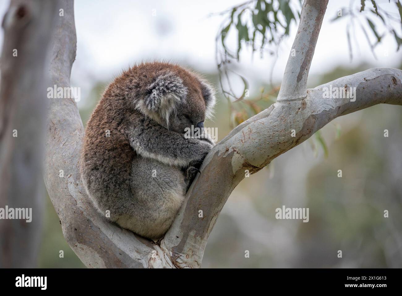 A Koala hugging her Joey in a Gum Tree. Belair, South Australia. Australia. Stock Photo