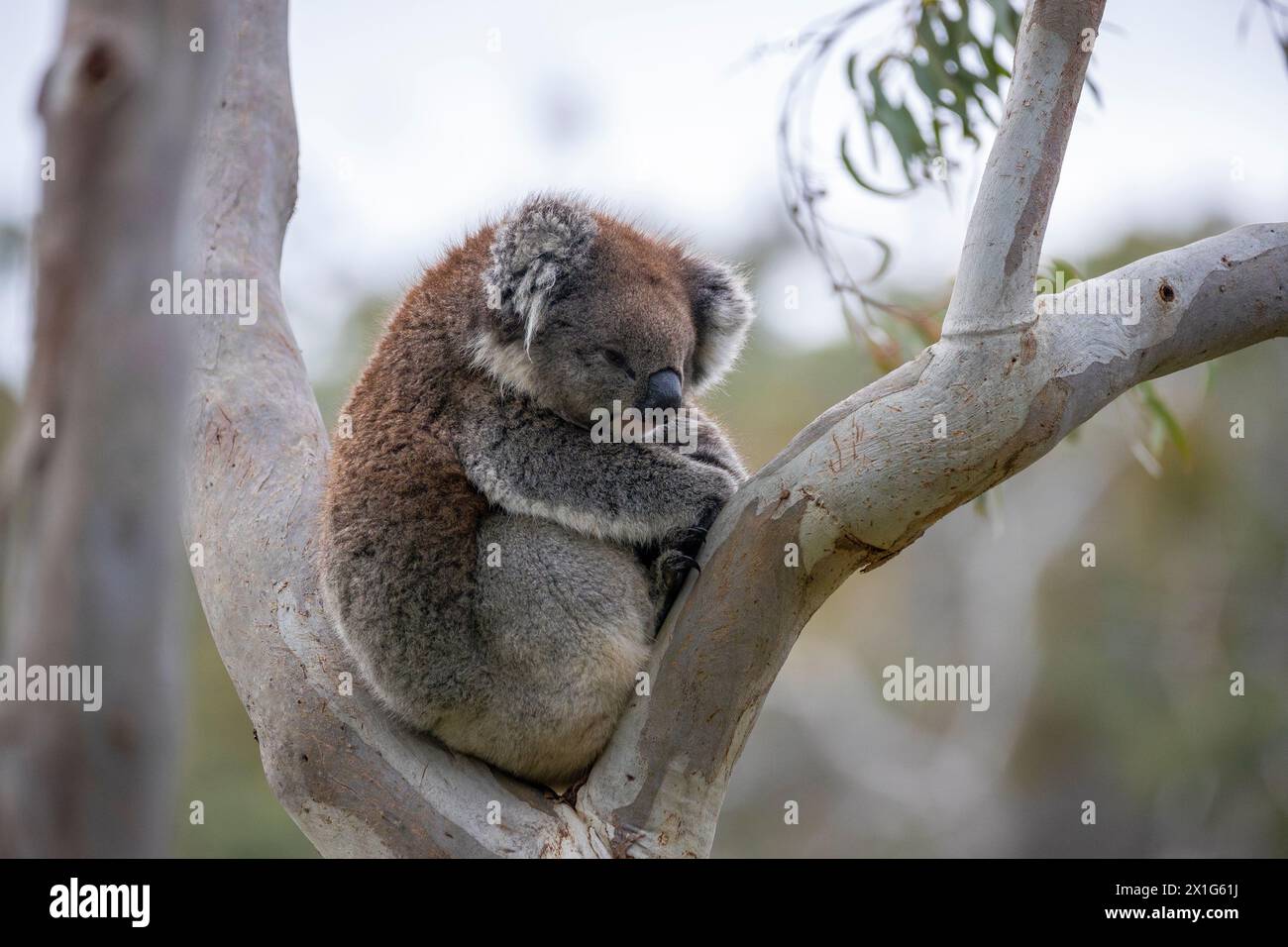 A Koala hugging her Joey in a Gum Tree. Belair, South Australia. Australia. Stock Photo
