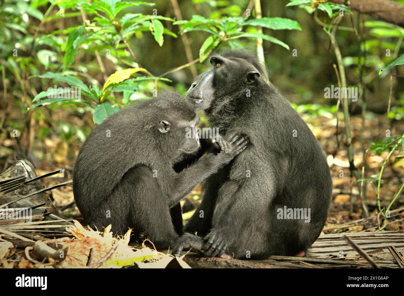 Asian primate conservation hires stock photography and images Alamy